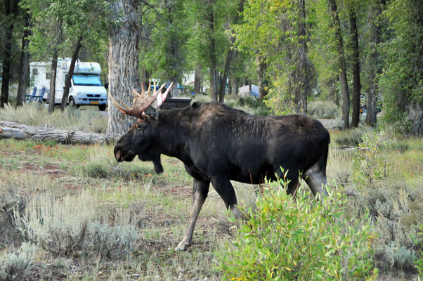gros-ventre-campground