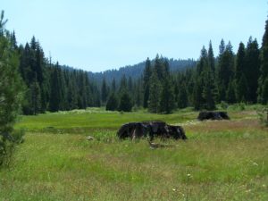 uploads_2F1414710289712-8vno3jo9mhsvpldi-10657a9ffb932e95a53df1d7dd0e6172_2F2011-07-23+14.07.54