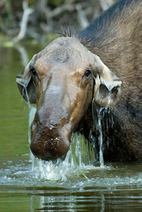 CowMoose2