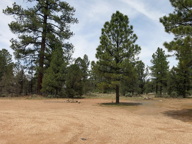 forest-road-302
