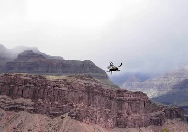 grand-canyon