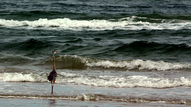 padre-island