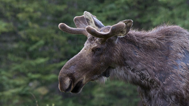 moose