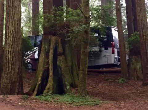 a class A RV parked in the redwoods