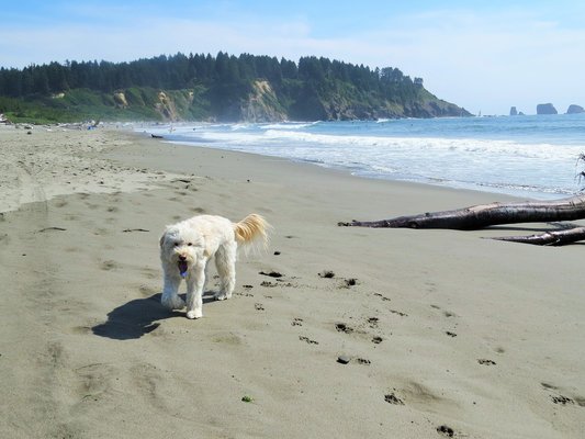 a fluffy white dog walks on the beach