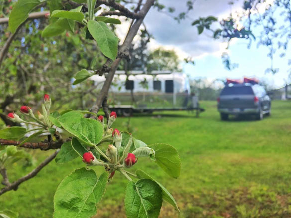 an Airstream parked in an orchard