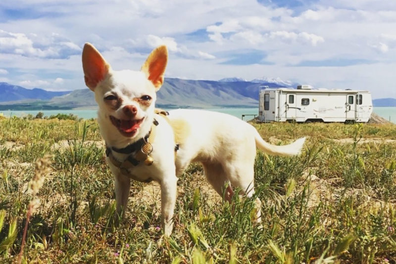tips for camping with dogs