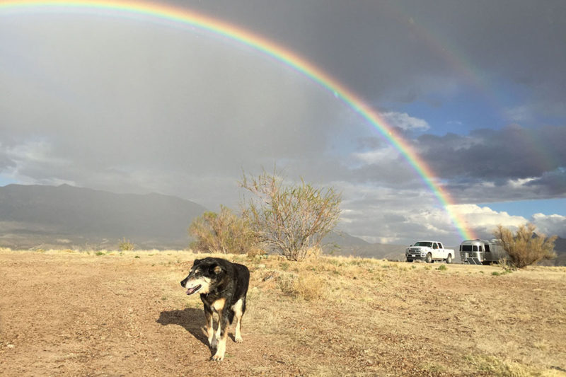 dog in front of airstream