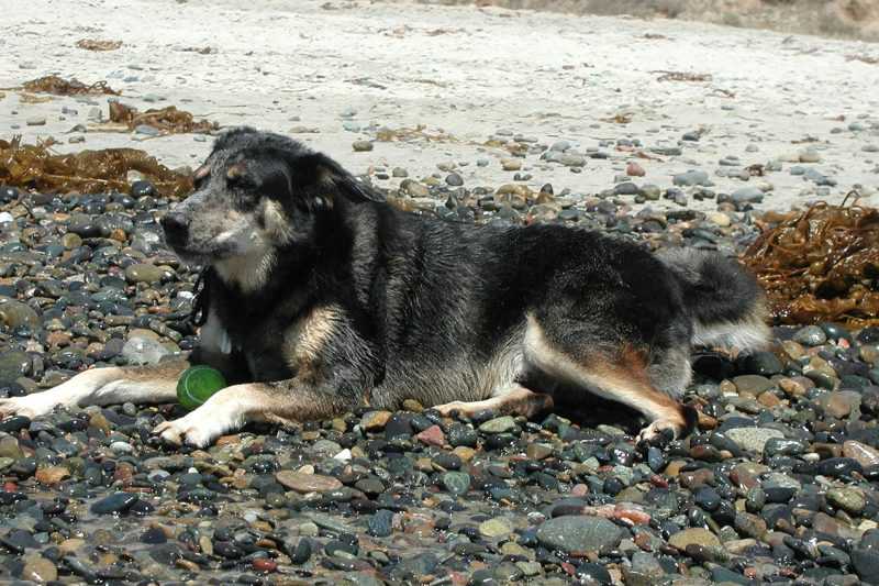 dog hanging out at the beach