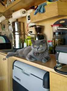 cat lounging in van