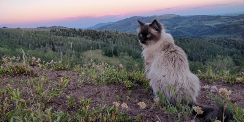 cat on a camping trip