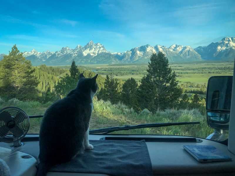 cat on dashboard