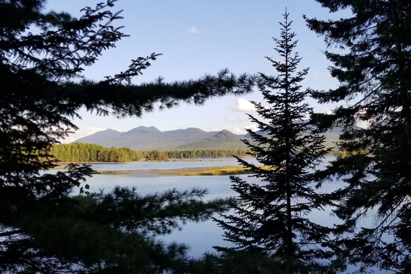 Cathedral Pines