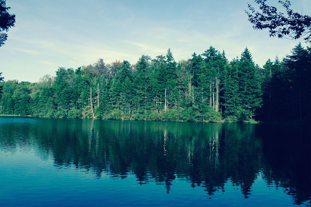 Forest and water view