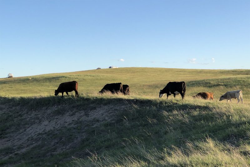 cows grazing