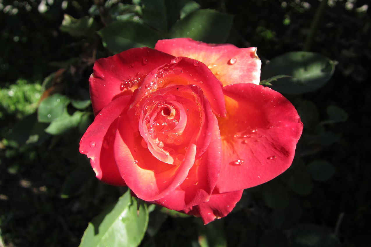 Closeup of a rose