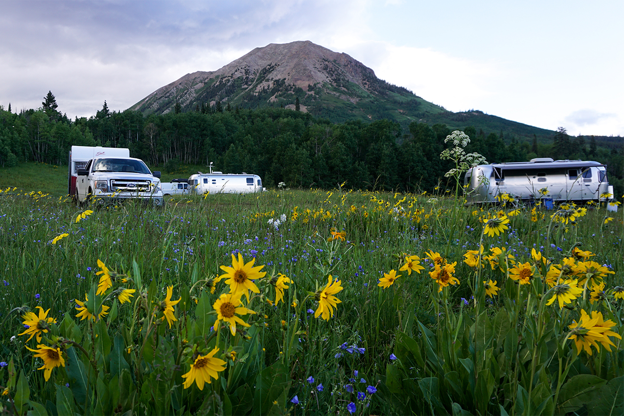 RVs surrounded by wildflowers.