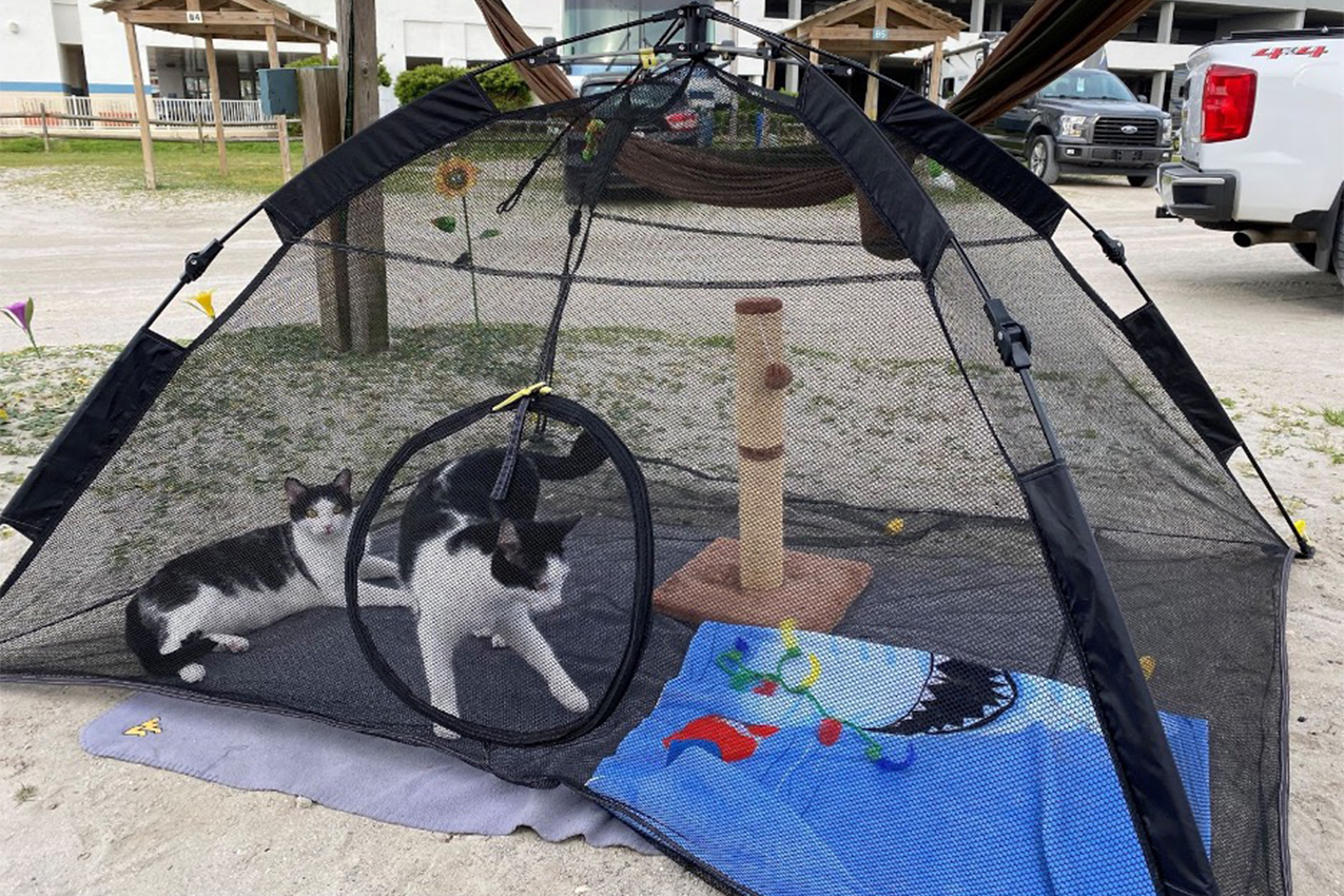 Two cats playing in a tent.