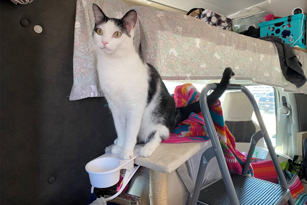 Cat sitting on the top of a cat tree.