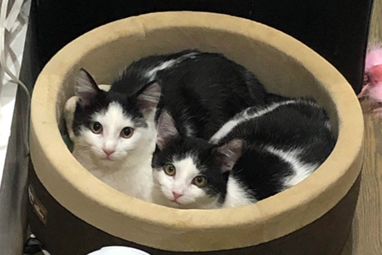 Two cats sharing a pet bed.