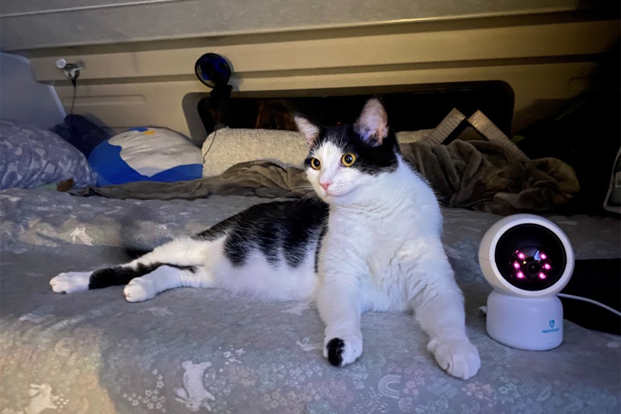 Cat laying on the bed with a pet camera.