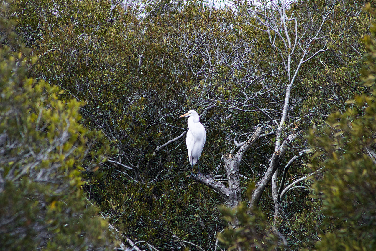 Egret in a tree.