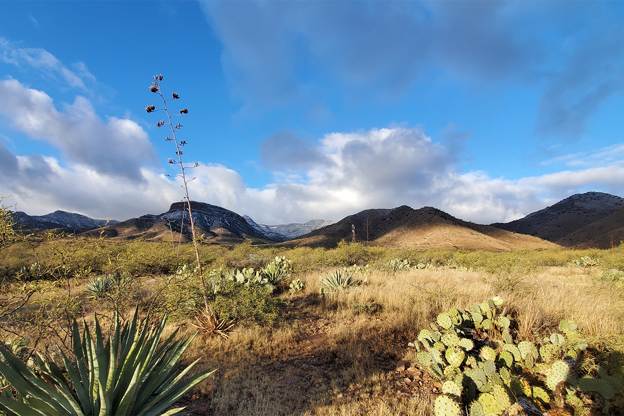 High desert landscape