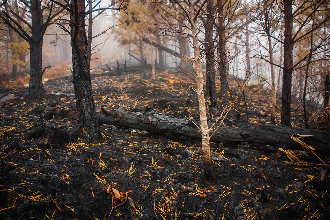 Aftermath of forest fire.