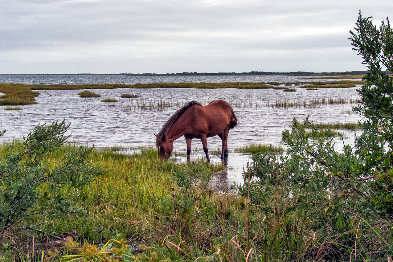 Horse standing by a beach.