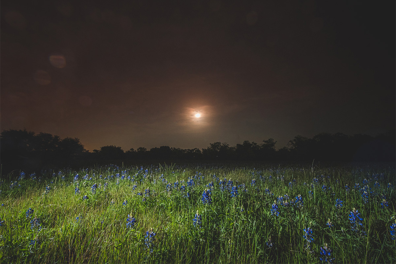 Night photo of blue bonnets.
