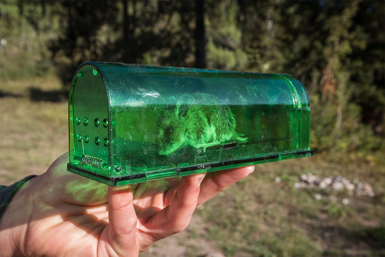 Mouse in a green humane live trap.