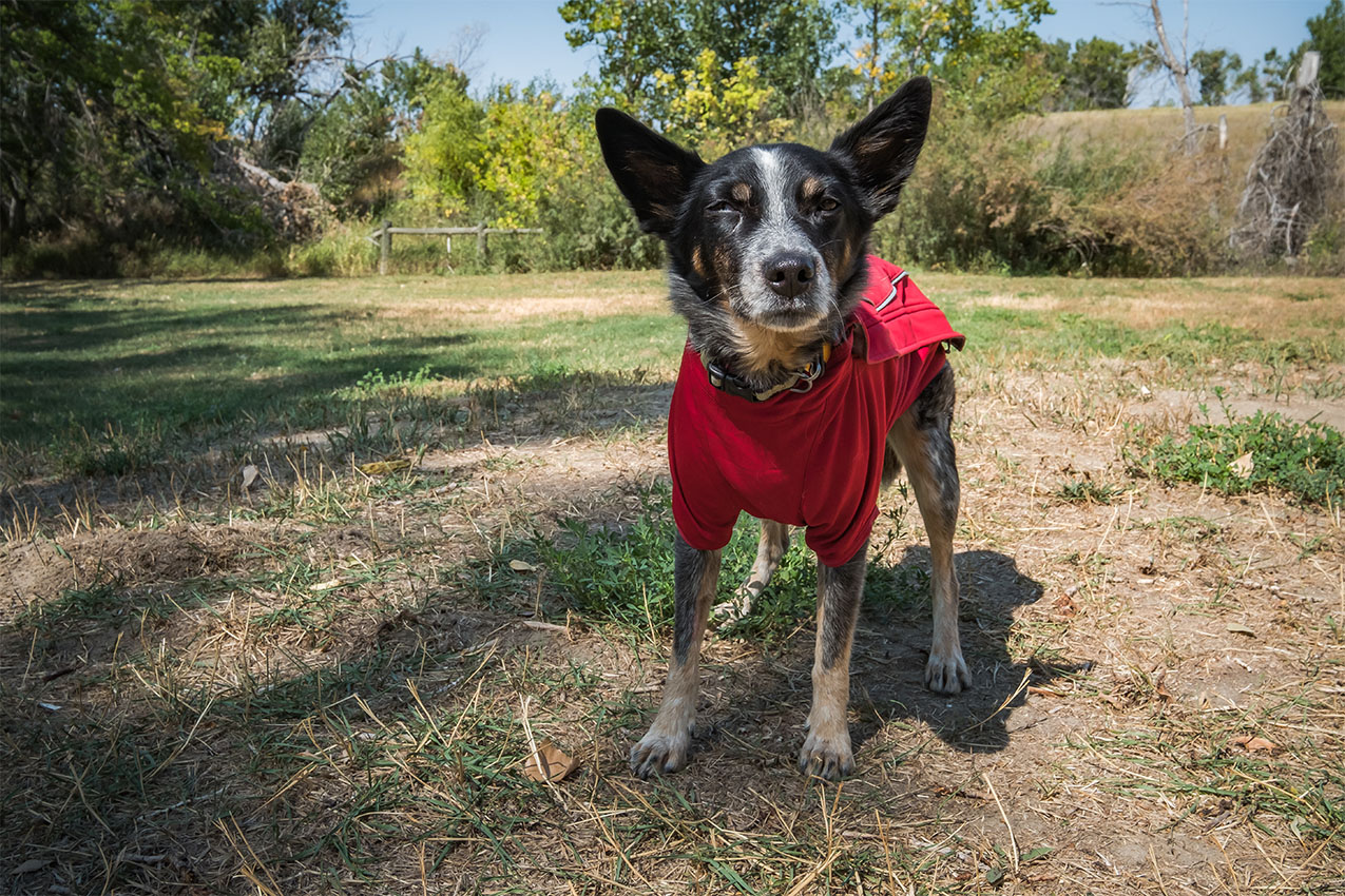 Blue heeler mix dog wearing a red soft shell dog jacket.