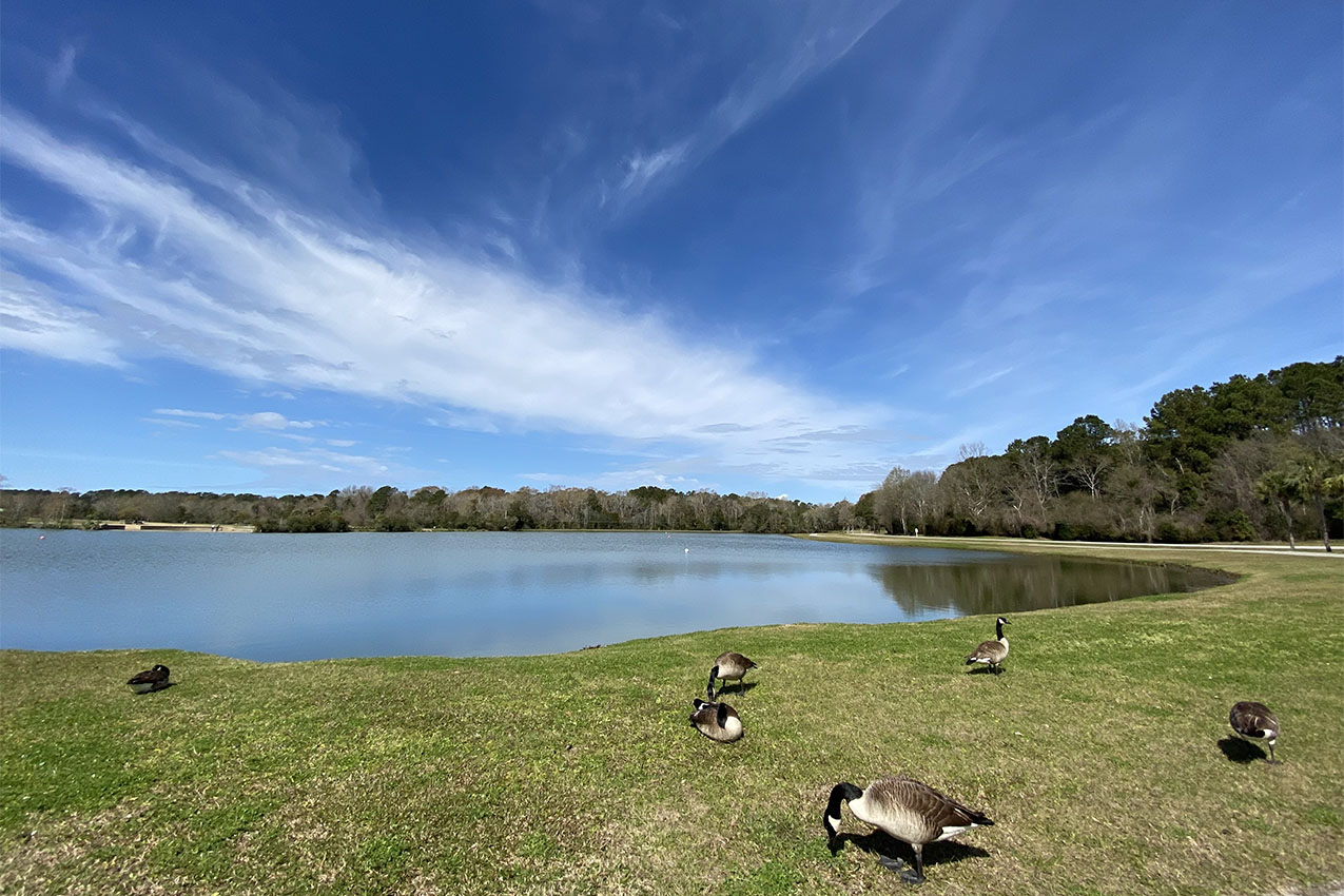 Several geese hanging out on a lakeshore.