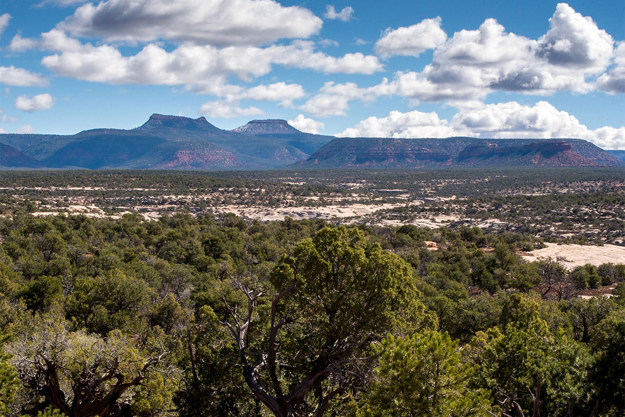 Juniper covered desert landscape with large mesas in the background.