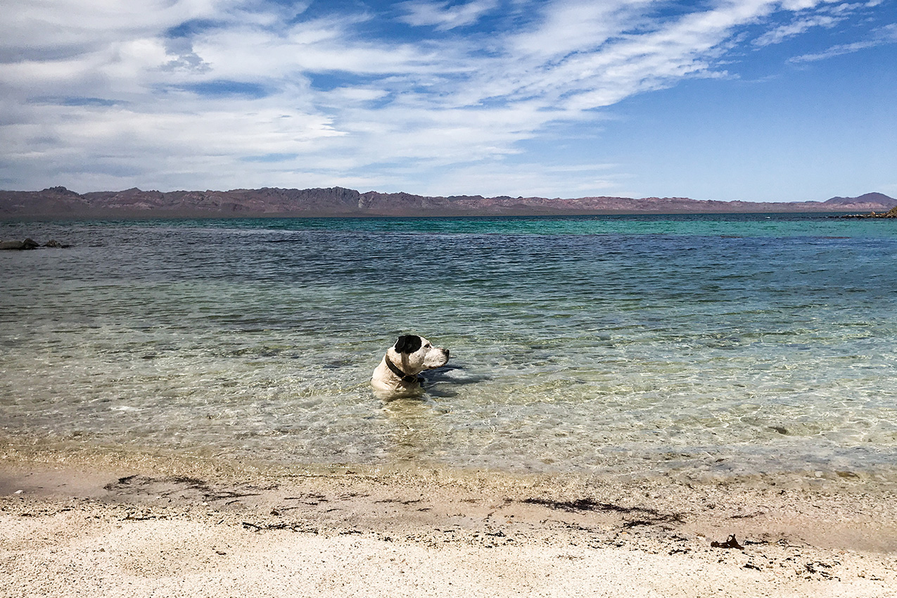 Dog laying in the ocean in Mexico.