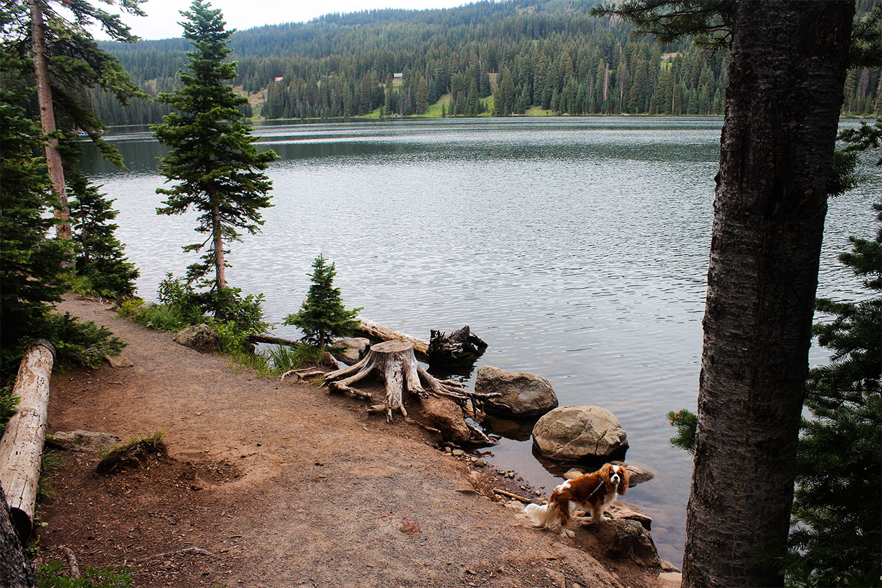 Little dog standing on the shore of a lake.