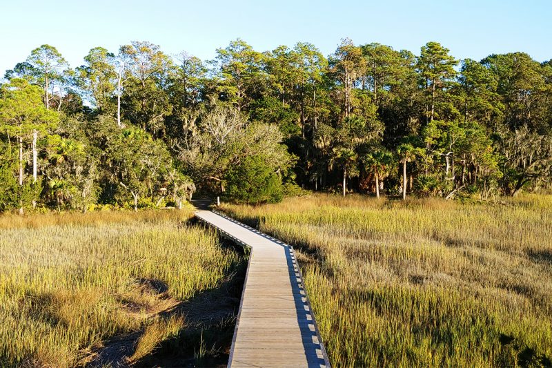 Wooden boardwalk through a grassy field into a forest.