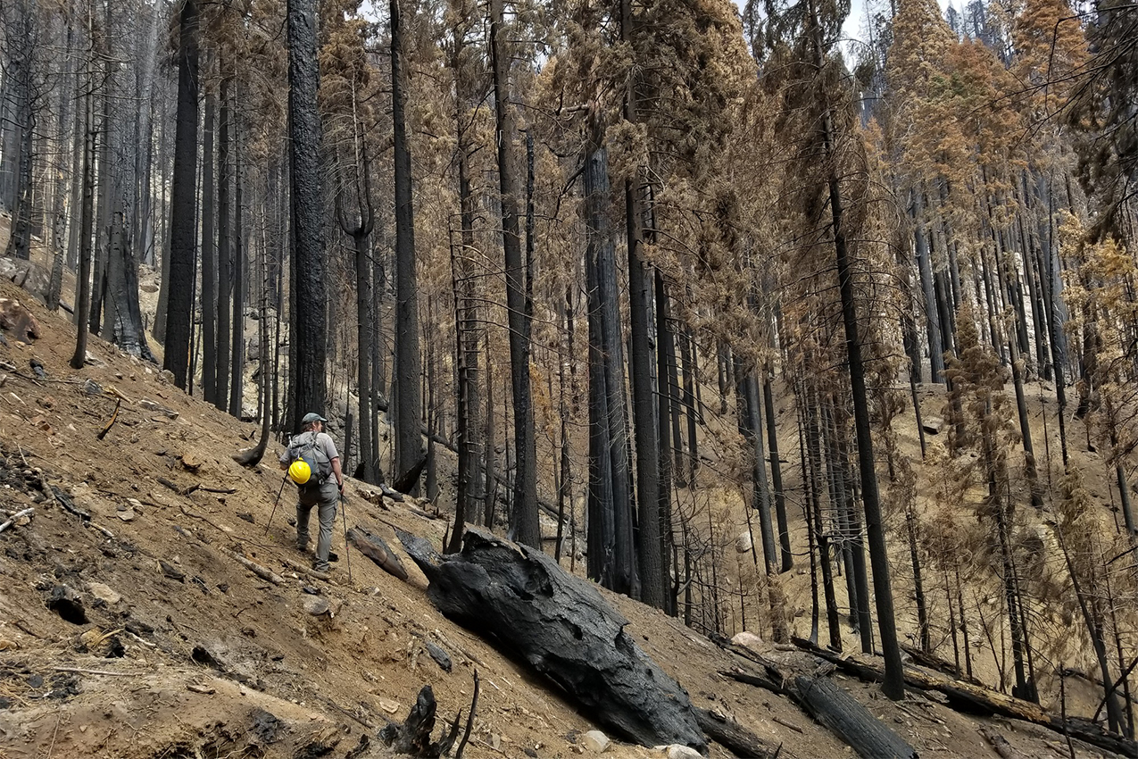 A ranger stands on a hill of dirt in front of scorched black and brown burnt sequoia trees.