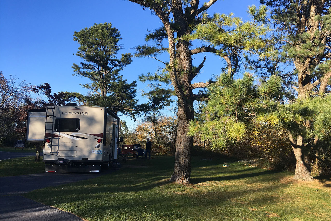 RV parked under a few tall trees on some grass.
