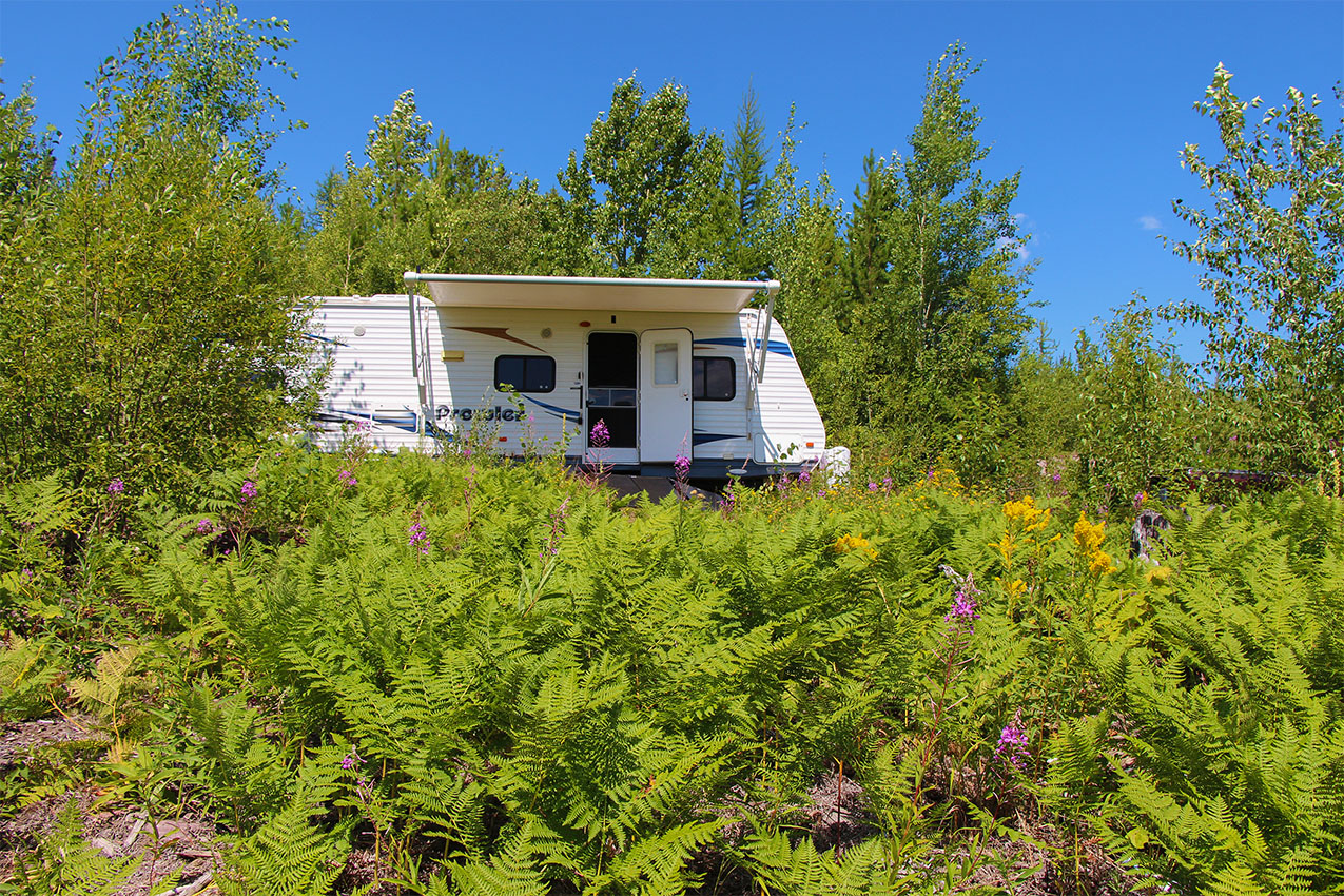 Ferns and fireweeds surround an RV parked in the woods.
