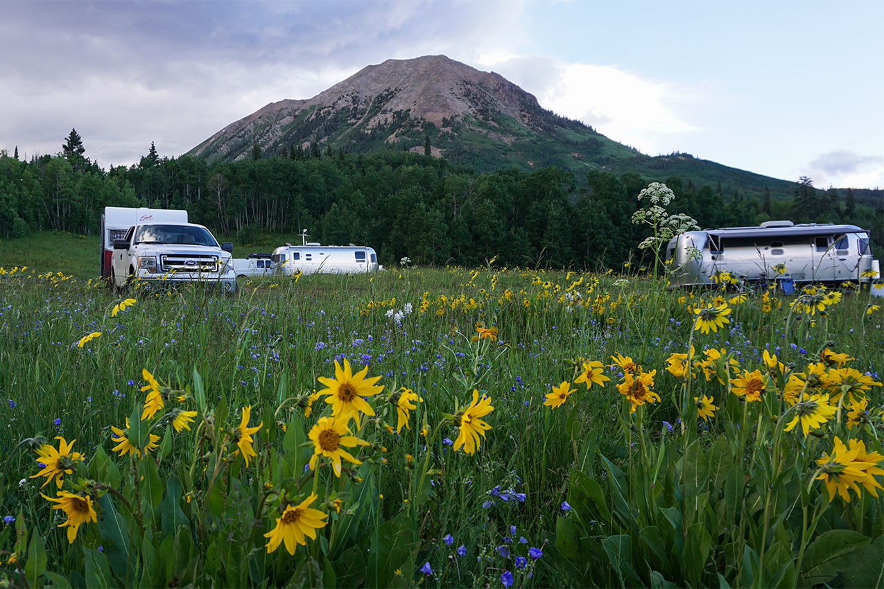 RVs parked behind a field of wildflowers.