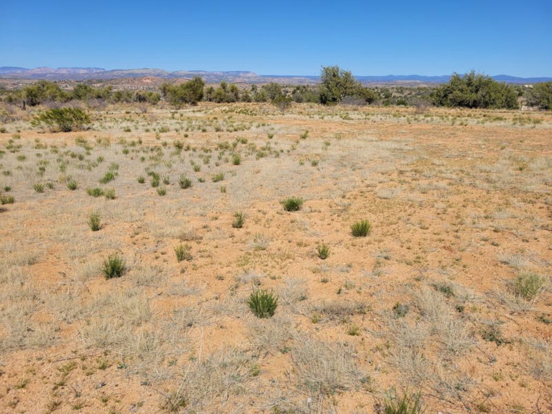 Vegetation growing in Arizona national forest