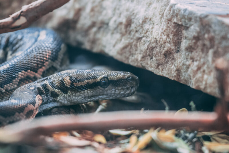 A poisonous snake slithering in the underbrush near a campsite