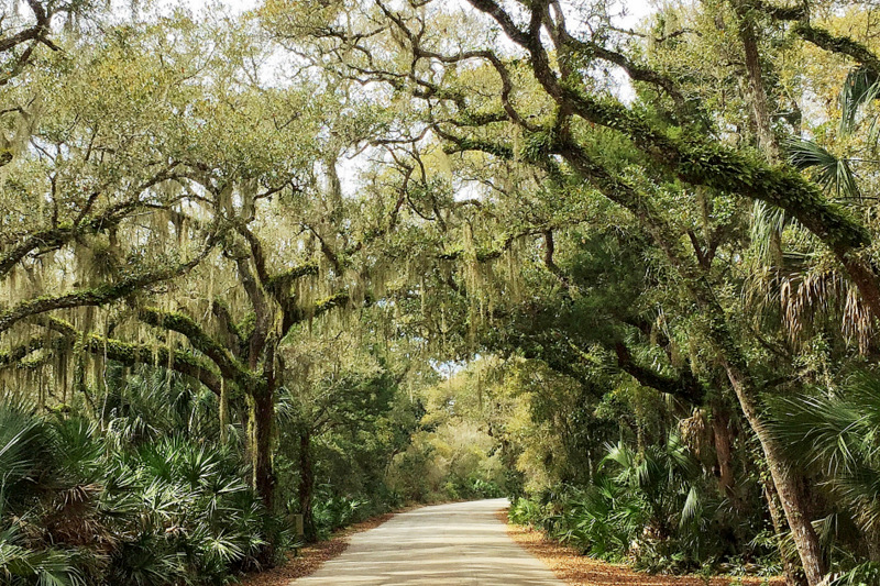 a tunnel of trees dripping with spanish moss