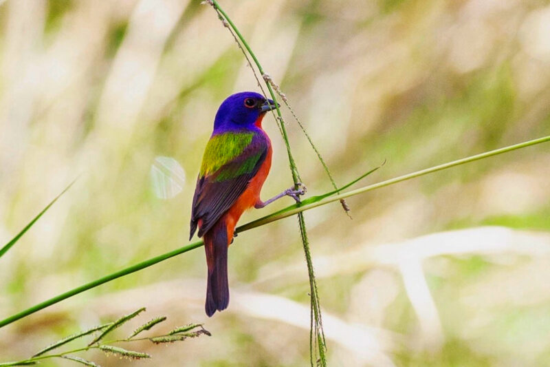 a blue, green and red bird sits on a branch