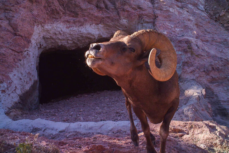 A trail camera at Kofa National Wildlife Refuge in Arizona catches a desert bighorn sheep during its morning stretch.