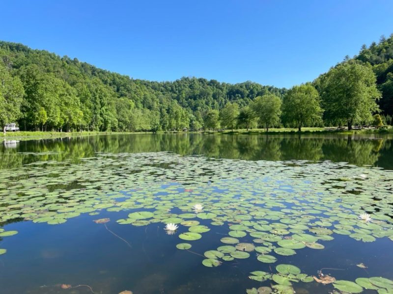 Looking out to a pond surrounded by trees