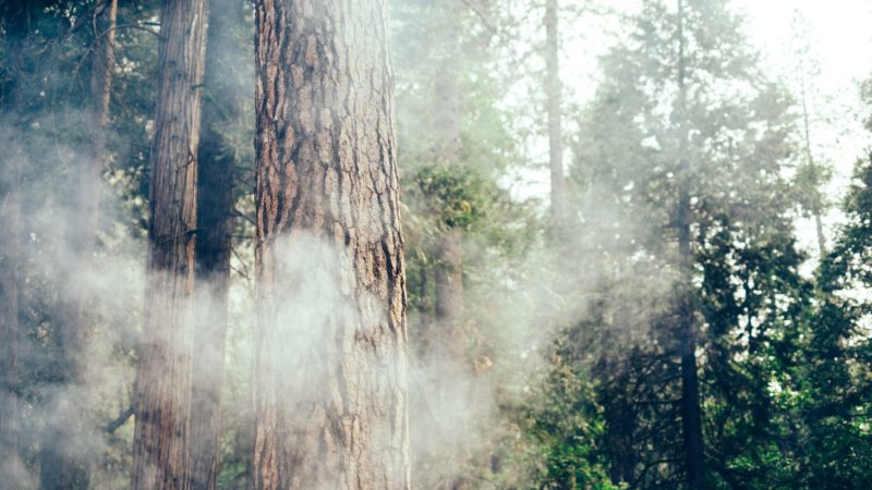 Wildfire smoke in the forest