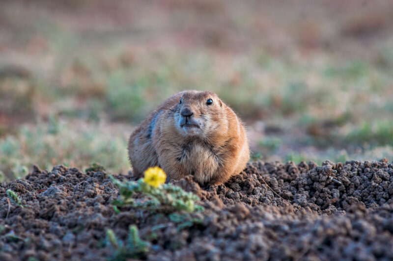 a prairie dog sits in the dirt near a yellow flower