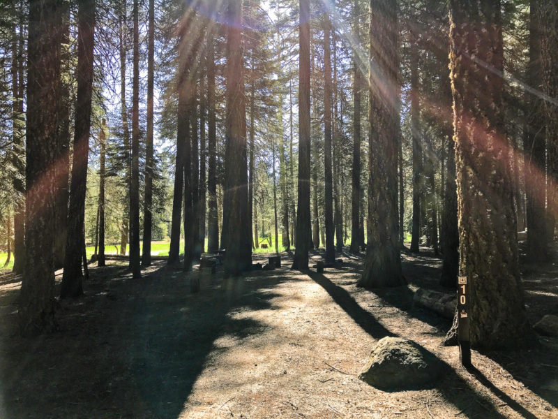 sunlight streams through the tree trunks at a wooded campground